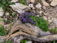 Polsterblume zwischen Fels und Wurzel